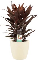 Cordyline Tango Toef met Elho brussels soap ↨ 60cm - hoge kwaliteit planten