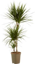 Dracaena Marginata ↨ 125cm - hoge kwaliteit planten