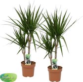 Duo Dracaena Marginata ↨ 80cm - 2 stuks - planten - binnenplanten - buitenplanten - tuinplanten - potplanten - hangplanten - plantenbak - bomen - plantenspuit