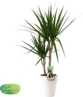 Dracaena Marginata wit keramiek ↨ 80cm - planten - binnenplanten - buitenplanten - tuinplanten - potplanten - hangplanten - plantenbak - bomen - plantenspuit