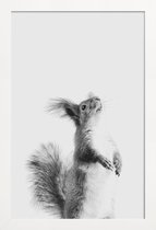 JUNIQE - Poster in houten lijst Red Squirrel III -40x60 /Grijs