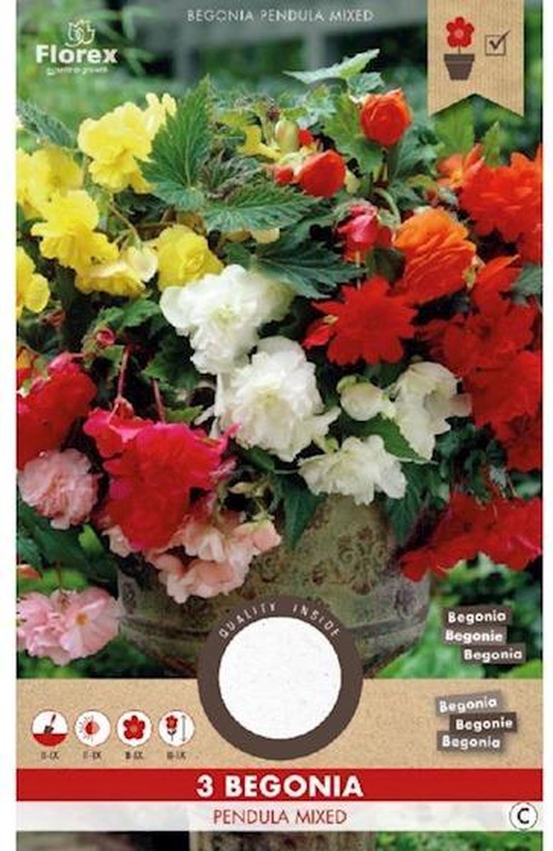 Florex Begonia 3 Pendula Mix 976.37