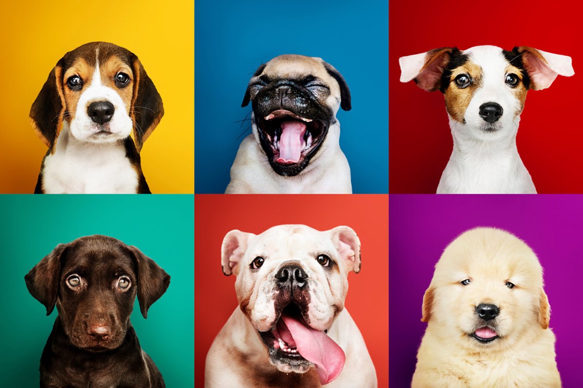 Fine Asianliving Grappige Honden Digitale Print 80x120cm Acryl Glas