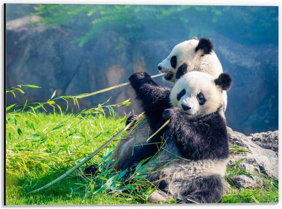 Dibond - Bamboe etend Pandakoppel - 40x30cm Foto op Aluminium (Met Ophangsysteem)