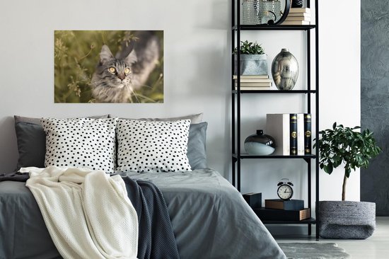 Un chat Maine Coon dans les hautes herbes Poster 90x60 cm - Tirage photo sur Poster (décoration murale salon / chambre) / Poster Animaux domestiques