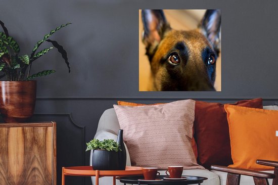 Gros plan du front d'un Poster Malinois 80x60 cm - Tirage photo sur Poster (décoration murale salon / chambre) / Poster Animaux domestiques