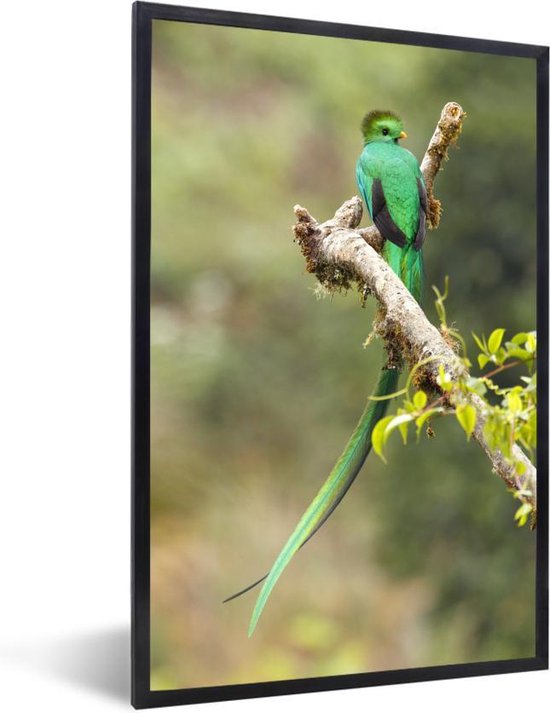 Fotolijst incl. Poster – Quetzal rustend op een tak – 60×90 cm – Posterlijst