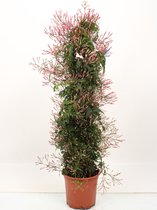 Bloem van Botanicly – Jasminum polyanthum – Hoogte: 55 cm