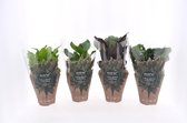 Varens van Botanicly – 4 × Areca Dypsis, Chlorophytum Atlantic, Spathiphyllum Yes – Hoogte: 40 cm