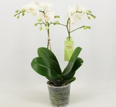 Orchidee van Botanicly – Orchidee – Hoogte: 45 cm, 1 tak – Phalaenopsis Multiflora Snowflake