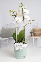 Orchidee van Botanicly – Vlinder orchidee in witte geribbelde keramische pot als set – Hoogte: 45 cm, 1 tak – Phalaenopsis multiflora