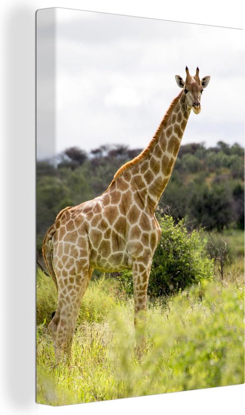 Giraf in de natuur Canvas 120x180 cm - Foto print op Canvas schilderij (Wanddecoratie)