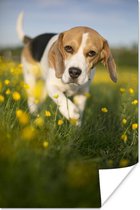 Schattige Beagle loopt tussen de bloemetjes Poster 80x120 cm - Foto print op Poster (wanddecoratie woonkamer / slaapkamer) / Huisdieren Poster