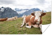 Alpen Koeien in het gras poster 90x60 cm - Foto print op Poster (wanddecoratie woonkamer / slaapkamer) / Boerderijdieren Poster