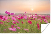 Bloemenweide met roze cosmos bij zonsondergang 180x120 cm / Bloemen Poster XXL / Groot formaat!
