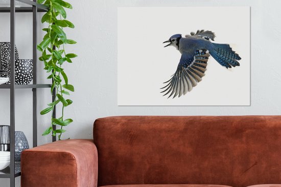 Blue Jay devant toile fond blanc 2cm 80x60 cm - impression photo sur toile peinture Décoration murale salon / chambre à coucher) / Animaux sauvages Peintures Toile