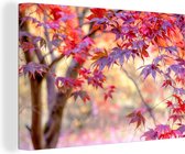 Canvas Schilderij Japanse esdoorn met rode bladeren - 30x20 cm - Wanddecoratie