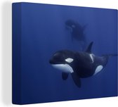 Canvas Schilderij Twee orka's in helder water - 120x90 cm - Wanddecoratie