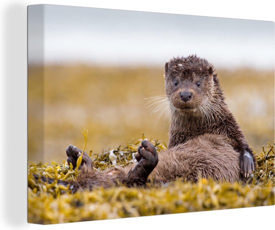 Toile de loutre écossaise 2cm