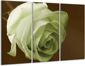 Glasschilderij Roos - Groen, Wit, Bruin - 120x80cm 3Luik - Foto Op Glas - Geen Acrylglas Schilderij - GroepArt 6000+ Glas Art Collectie - Maatwerk Mogelijk
