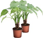 FloriaFor - Alocasia Cucullata Op Stam - - ↨ 40cm - ⌀ 12cm