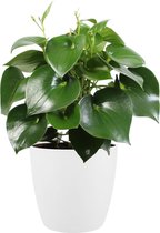 FloraExpert - Ficus - 65 Cm - Ø 30
