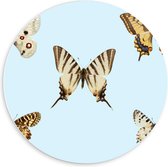 Forex Wandcirkel - Geel/Witte Vlinders op Blauwe Achtergrond - 60x60cm Foto op Wandcirkel (met ophangsysteem)