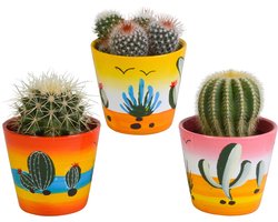 Bolcactus mix 8,5 cm | 3 stuks - in Mexicaanse pot