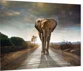 Olifant op weg - Foto op Plexiglas - 60 x 40 cm
