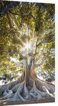 Prachtige boom in het zonlicht - Foto op Plexiglas - 40 x 60 cm