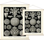 Maeandrina - Hexacoralla (Kunstformen der Natur), Ernst Haeckel - Foto op Textielposter - 60 x 80 cm