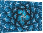 Close-up van de blauwe plant - Foto op Canvas - 90 x 60 cm
