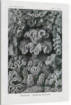 Turbinaria - Hexacoralla (Kunstformen der Natur), Ernst Haeckel - Foto op Canvas - 30 x 40 cm