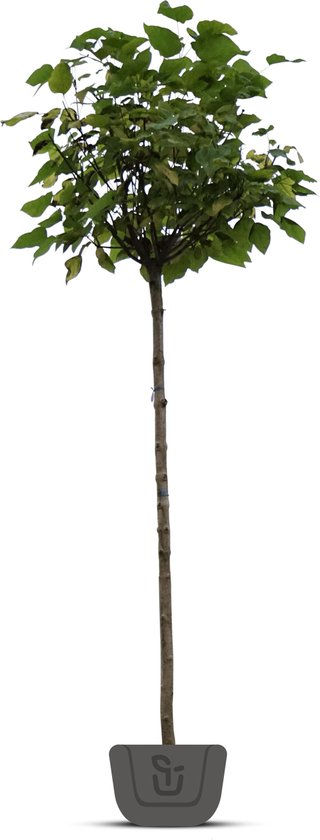 Bolcatalpa Catalpa bignonioides Nana | Stamomtrek: 8-10 cm | Stamhoogte: 200 cm
