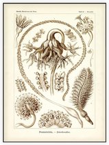 Pennatula - Pennatulida (Kunstformen der Natur), Ernst Haeckel - Foto op Akoestisch paneel - 150 x 200 cm
