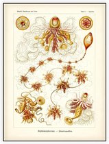 Epibulia - Siphonophorae (Kunstformen der Natur), Ernst Haeckel - Foto op Akoestisch paneel - 120 x 160 cm