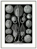 Callocystis - Cystoidea (Kunstformen der Natur), Ernst Haeckel - Foto op Akoestisch paneel - 90 x 120 cm