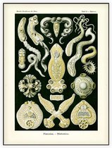 Diplozoon - Platodes (Kunstformen der Natur), Ernst Haeckel - Foto op Akoestisch paneel - 120 x 160 cm