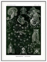 Bassia - Siphonophorae (Kunstformen der Natur), Ernst Haeckel - Foto op Akoestisch paneel - 150 x 200 cm