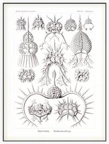 Elaphospyris - Spyroidea (Kunstformen der Natur), Ernst Haeckel - Foto op Akoestisch paneel - 90 x 120 cm