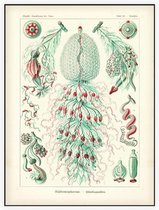 Strobalia -   Siphonophorae (Kunstformen der Natur), Ernst Haeckel - Foto op Akoestisch paneel - 150 x 200 cm