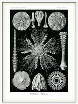 Cidaris - Echinidea (Kunstformen der Natur), Ernst Haeckel - Foto op Akoestisch paneel - 150 x 200 cm
