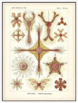 Heliodiscus - Discoidea (Kunstformen der Natur), Ernst Haeckel - Foto op Akoestisch paneel - 90 x 120 cm