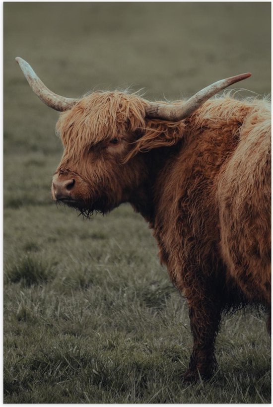Poster – Buffel in Weide - 60x90cm Foto op Posterpapier