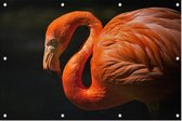 Flamingo op zwarte achtergrond - Foto op Tuinposter - 120 x 80 cm