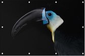 Blauwe toekan op zwarte achtergrond - Foto op Tuinposter - 150 x 100 cm