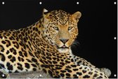 Jaguar liggend op zwarte achtergrond - Foto op Tuinposter - 120 x 80 cm