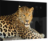 Jaguar liggend op zwarte achtergrond - Foto op Plexiglas - 90 x 60 cm