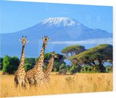 Giraffen in de wildernis - Foto op Plexiglas - 60 x 40 cm