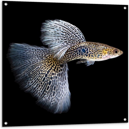 Tuinposter – King Cobra Guppy Fish - 100x100cm Foto op Tuinposter  (wanddecoratie voor buiten en binnen)